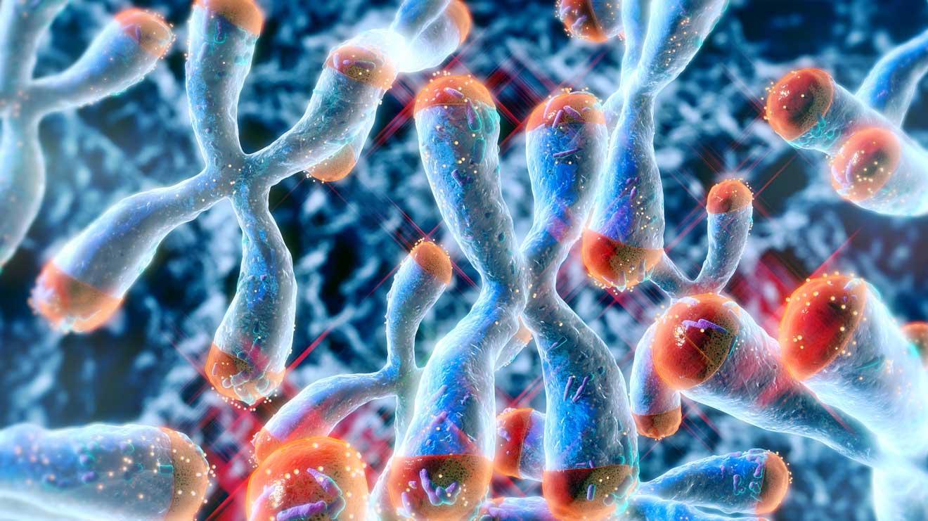 Telomerenmedizin befasst sich mit der Erforschung von Telomeren. Sie spielen eine wichtige Rolle beim Zellzyklus und der Zellalterung – und damit auch bei der Alterung des Menschen. - iStock/nopparit